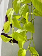 Efeutute Epipremnum "Lemon-Lime" 2 Ableger Feng-Shui Energiepflanze