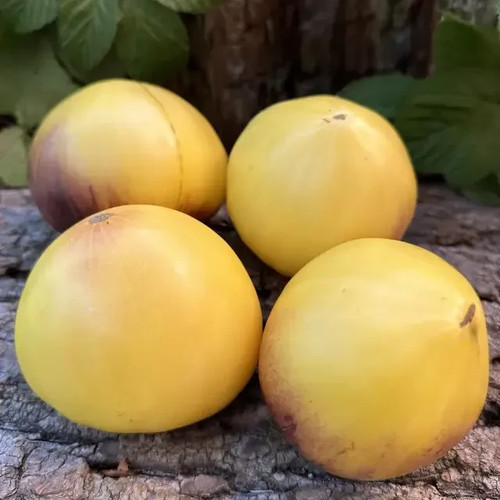 Tomate sgt peppers - sgt,