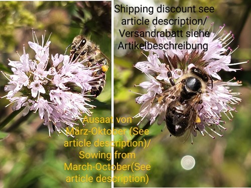 Wasserminze mentha aquatica - wasserminze,,