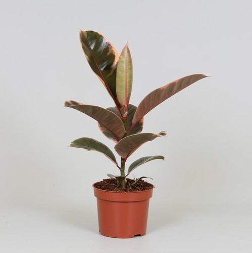 Gummibaum ficus elastica - ficus,
