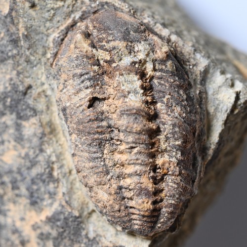 Devon trilobit lahntal - trilobit,