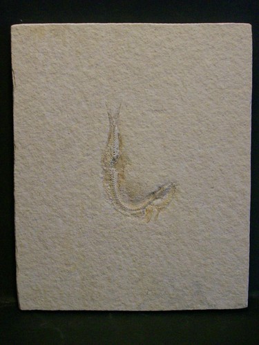 Unbestimmter fisch - unbestimmter,