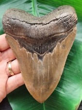 5cm tall megalodon anterior - 13.5cm,
