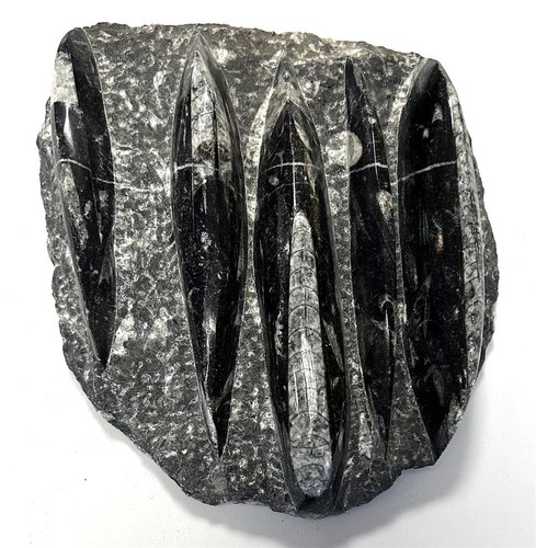 Fm0245 orthoceras matrix - orthoceras, in