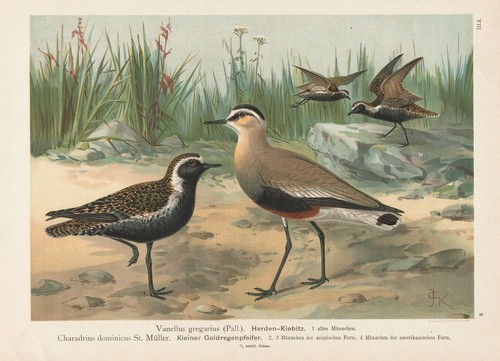 Kiebitz lapwing vogel - kiebitz, vögel