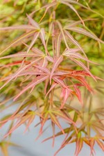 Acer palmatum 'Villa Taranto', Japanischer Ahorn, 125–150 cm
