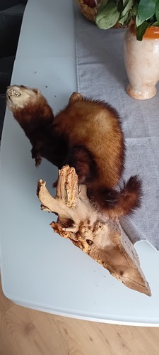 Tierpräparat frettchen - tierpräparat,
