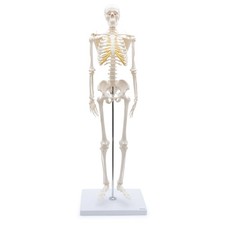 Mini skelett anatomie modell - mini,