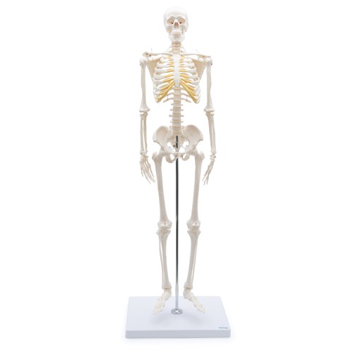 Mini skelett anatomie modell - anatomie,