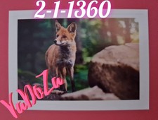 Abenteuer  Tierwelt  - Fuchs -