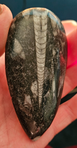 Orthoceras fossil 5cm - fossil, 8,5cm