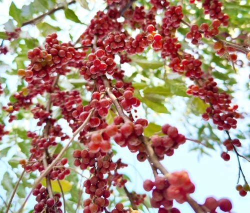 Mespilus germanica 45cm - mespilus, 20-45cm