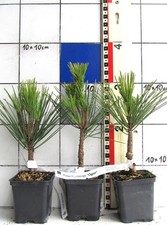 Pinus thunb. +Ogon+