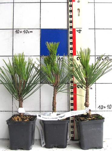 Pinus thunb ogon - pinus, +ogon+