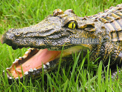 Krokodil alligator tiech - krokodil,