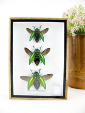 3 Sternocera aeguisignata -