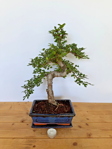 Bonsai chinesische ulme nr - ulme,