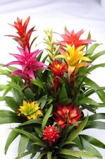800083 Guzmania Bromelien Mix
