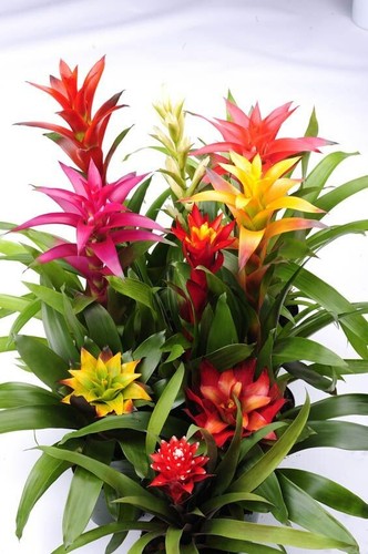 800083 guzmania bromelien mix - 800083,