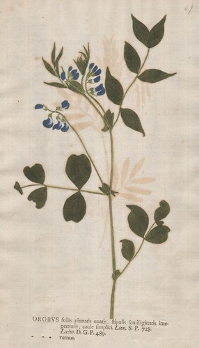 Orobus vernus platterbse - orobus,