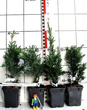 Chamaecyparis obt. "Draht" -  Sorte der Hinoki-Zypresse