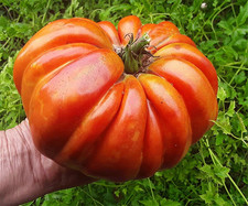 Tomatensamen (7+ Samen); italienische  Sorte "Gigante Farina" aus 2025
