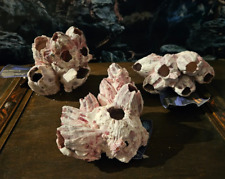 1x Seepocke mittel ca. 13-20cm