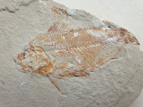 Prachtvoller fossiler fisch - prachtvoller,