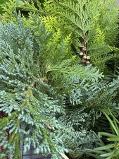 20 frische blaue Zweige