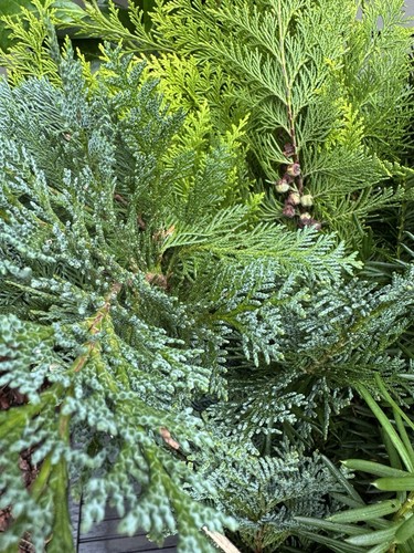 Frische blaue zweige - 20,