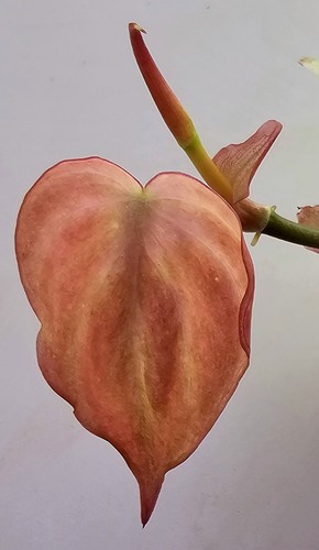 Philodendron micans pink - micans,