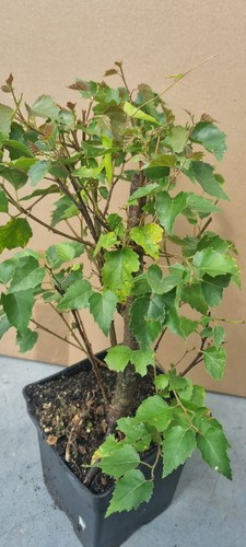 Pre bonsai birkenbaum - pre-bonsai,,