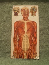 selten alt antik Anatomie