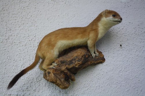 Tierpräparat wiesel - tierpräparat,