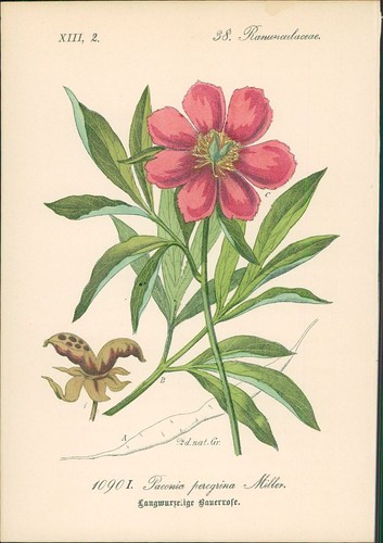 Chromolithographie - ,