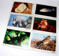 Tierparade Album Americana Kaugummi Sammelheftchen Bilder ungeklebt Satz2