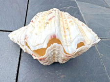 Hippopus hippopus – große Muschel 26 cm – dekorative Clam Shell, Sammlerstück