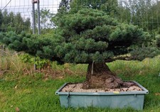 Gartenbonsai, Niwaki, Mädchenkiefer, Pinus Pentaphylla, Japan
