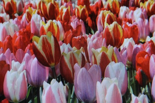 50 blumenzwiebeln - 10,20,50,