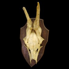 Antique Antler Horns on Wooden