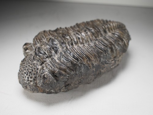 Großer trilobit drotops - -,