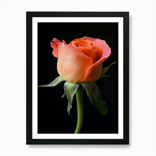 Rose auf schwarzem hintergrund - rose,