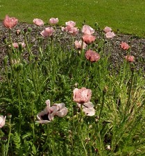 Türkischer Mohn Princess