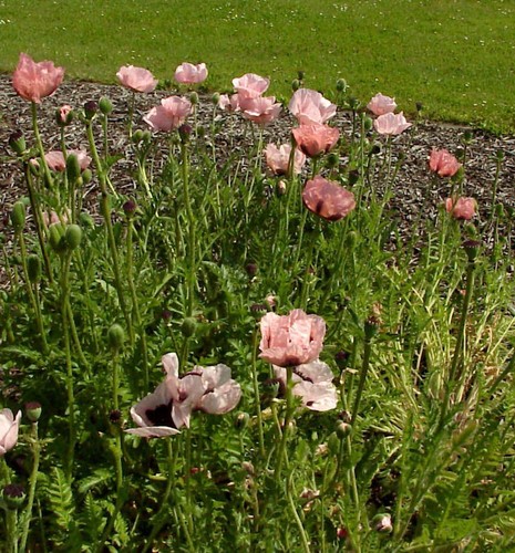 Türkischer mohn princess - türkischer,
