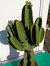 Euphorbia ingens 90cm