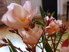 3 Oleander Stecklinge - Rosario - lachsfarbiger Traum