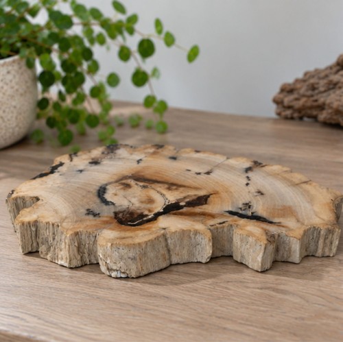 Versteinertes holz scheibe - versteinertes,