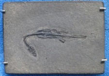 Tierfossil Keichusaurus