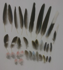 Federn Bourkesittich 34 Stück Vogelfedern rosa Mauserfedern Basteln Floristik