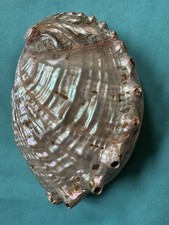 schöne Perlmutt Meeresmuschel Haliotis discus, 158mm lang